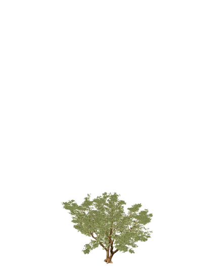 Jacaranda, edad 5 de 10