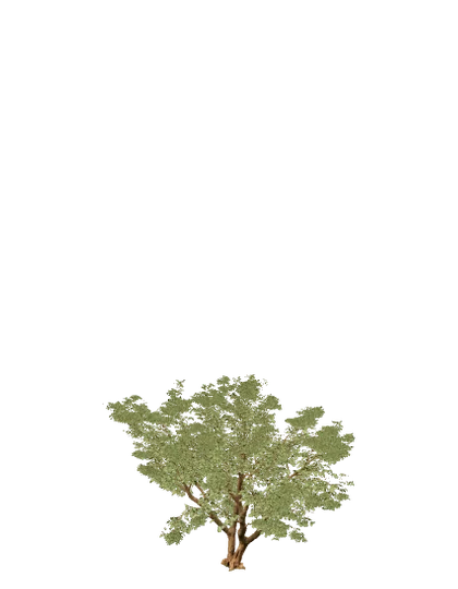 Jacaranda, edad 6 de 10