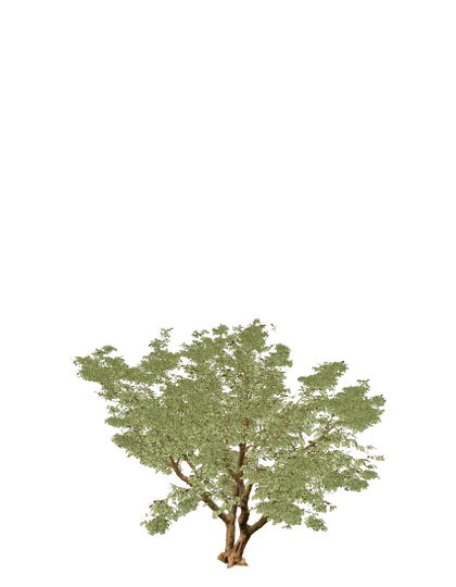 Jacaranda, edad 7 de 10