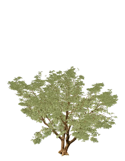 Jacaranda, edad 8 de 10