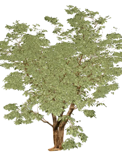 Jacaranda, individuo 2