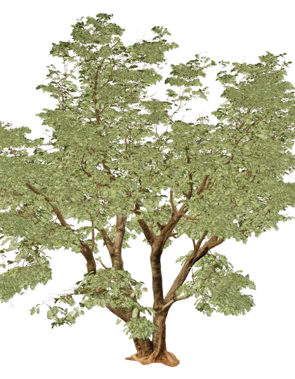 Jacaranda, individuo 3