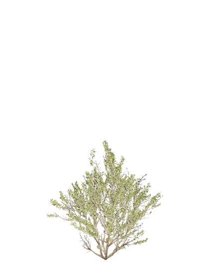 Matorral, edad 7 de 10