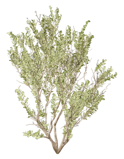 Matorral, individuo 2