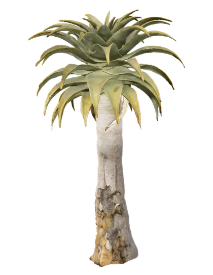 Yuca, edad 10 de 10
