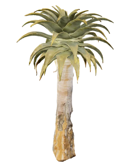Yuca, individuo 2