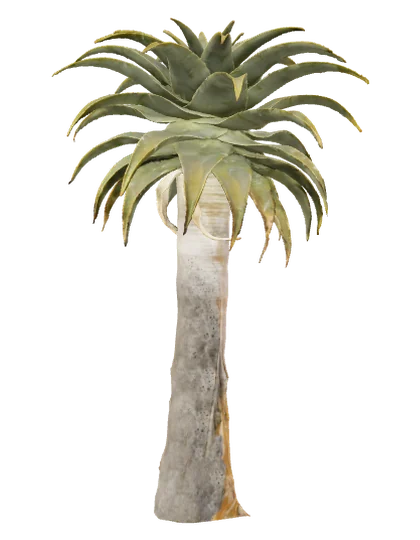 Yuca, individuo 3
